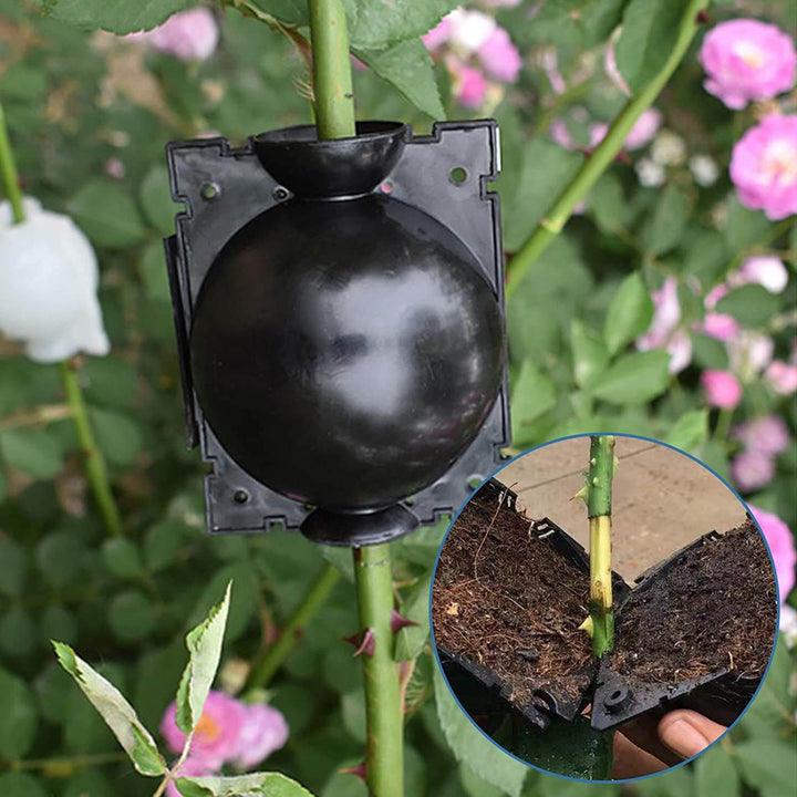 50% Rabatt | EasyGrow™️ Pflanzenwurzel-Anzuchtbox (Satz von 5)
