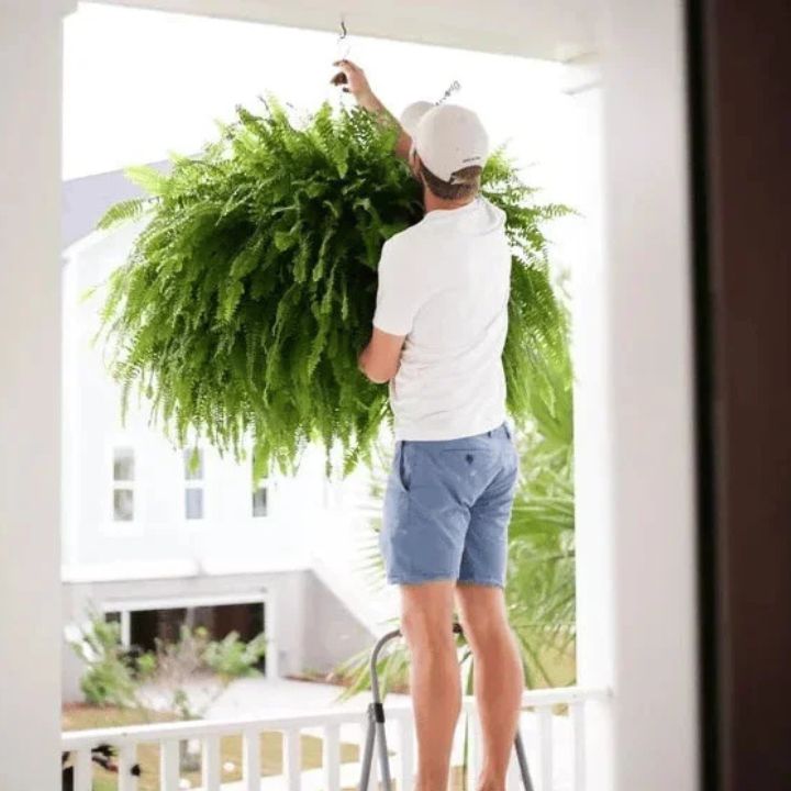 EverFoliage™ – Immergrüner Boston-Farn für ein natürliches Ambiente!