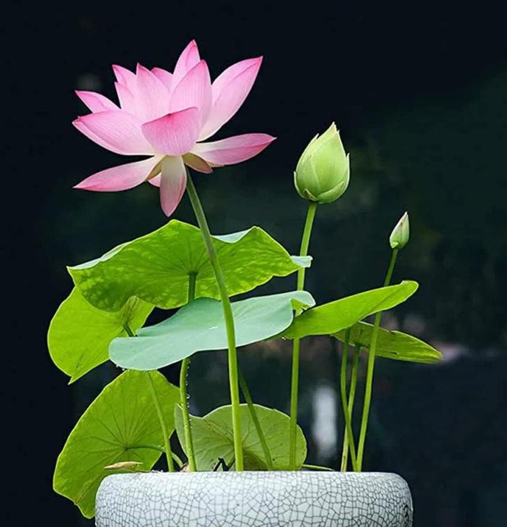 5+5 GRATIS | LotusBloom – Magische Blütenpracht für deinen Teich