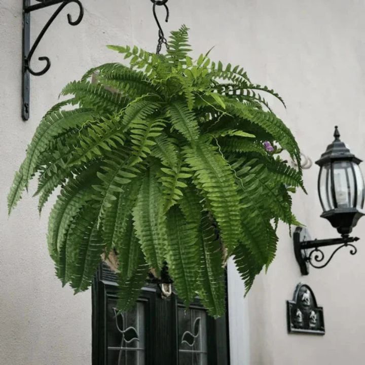 EverFoliage™ – Immergrüner Boston-Farn für ein natürliches Ambiente!