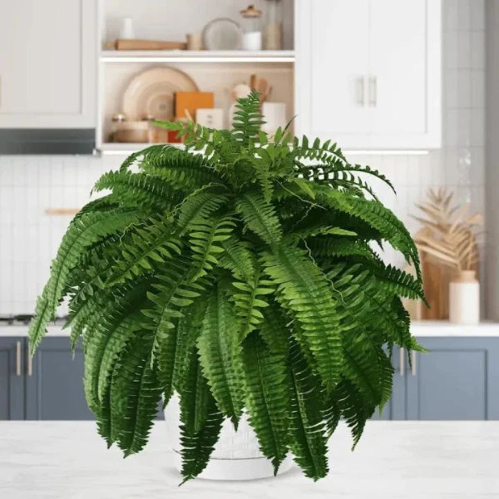 EverFoliage™ – Immergrüner Boston-Farn für ein natürliches Ambiente!