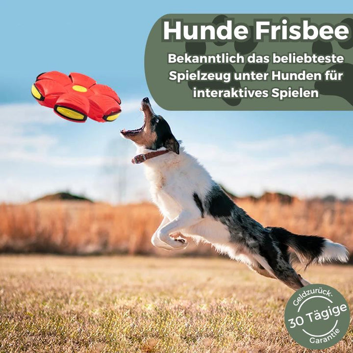 Frisly - Ein Spiel-Abenteuer für jede Fellnase