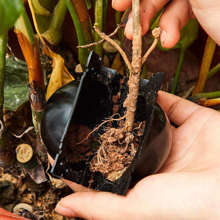 50% Rabatt | EasyGrow™️ Pflanzenwurzel-Anzuchtbox (Satz von 5)