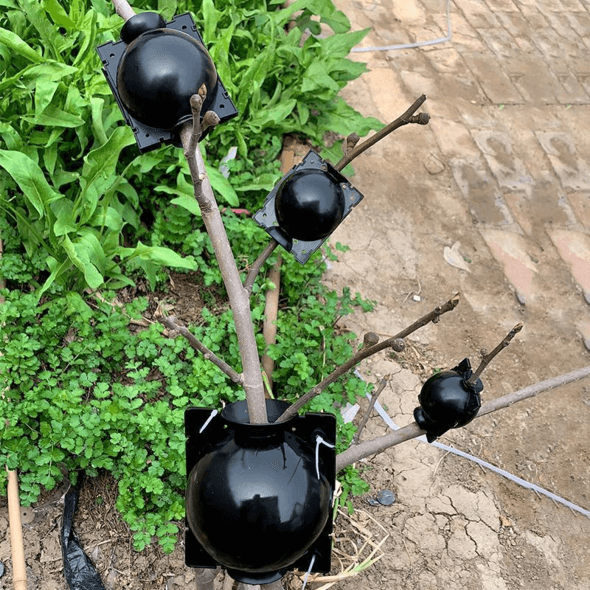 50% Rabatt | EasyGrow™️ Pflanzenwurzel-Anzuchtbox (Satz von 5)