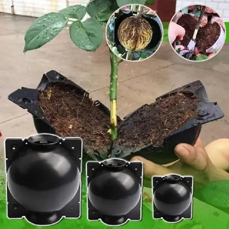 50% Rabatt | EasyGrow™️ Pflanzenwurzel-Anzuchtbox (Satz von 5)
