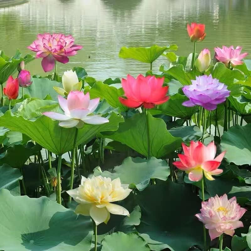 5+5 GRATIS | LotusBloom – Magische Blütenpracht für deinen Teich