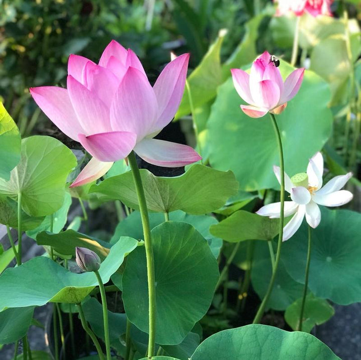 5+5 GRATIS | LotusBloom – Magische Blütenpracht für deinen Teich